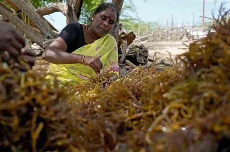 Mulheres cultivando a alga 'ecomilagrosa' na ndia