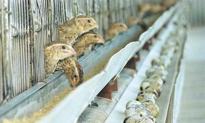 Para uma criação bem-sucedida, o tratador é que tem de se adaptar às codornas e evitar qualquer alteração no ambiente (foto: Didi Rodrigues/Esp. EM/D.A Press - 31/1/08) Para uma criação bem-sucedida, o tratador é que tem de se adaptar às codornas e evitar qualquer alteração no ambiente (foto: Didi Rodrigues/Esp. EM/D.A Press - 31/1/08)