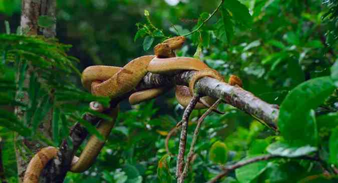 Serpentes comuns em Ubatuba - Curiosidades de Ubatuba