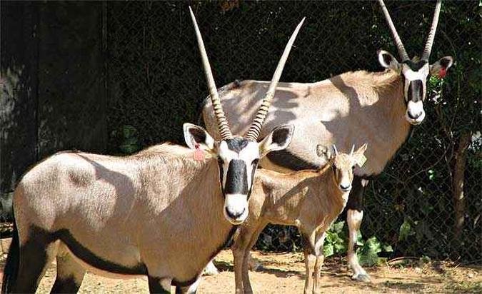 Filhotes �ryx em fam�lia no zoo de BH(foto: Suziane Fonseca )