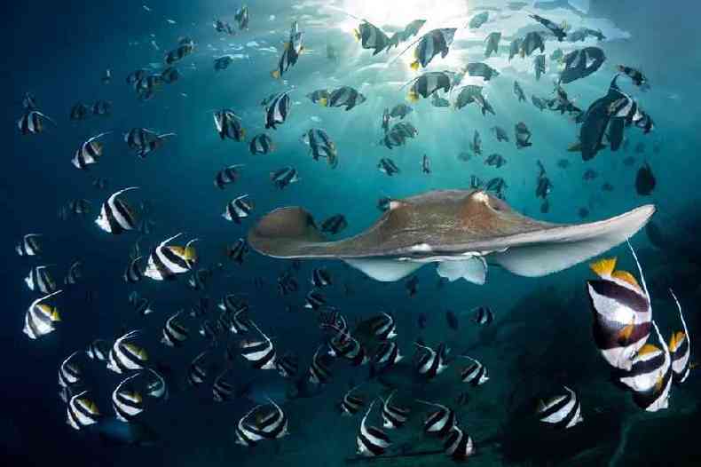 Uma arraia divide um cardume de peixes-bandeira nas Maldivas