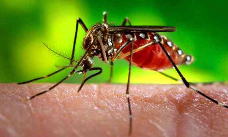 Populao deve ficar atenta para evitar os focos do mosquito Aedes aegypti(foto: Ag. Para - Belem- PA)