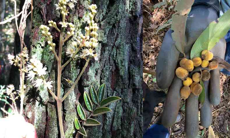 Ramos e frutos das plantas