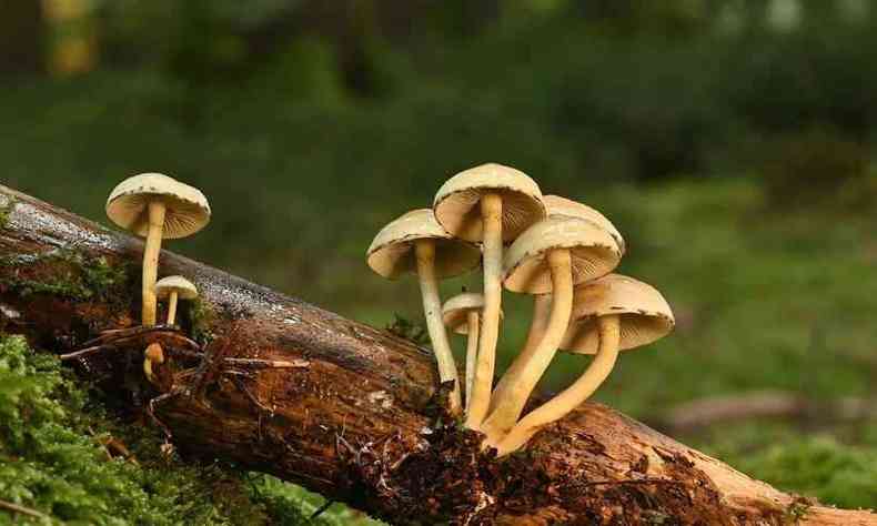 cogumelos em um troco de rvore em uma mata