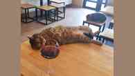 Ucrânia: com 20 gatos, cafeteria resiste à guerra
