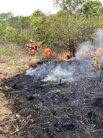 Experincia de bombeiros de Minas em diferentes biomas  fundamental em combate na floresta(foto: Corpo de Bombeiros/Divulgao)