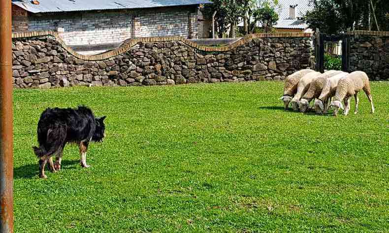 Na Casa da Ovelha, no Caminho de Pedras, co da raa Border Collie guia as ovelhas no show de pastoreio apresentado aos visitantes (foto: Carlos Altman/Divulgao)