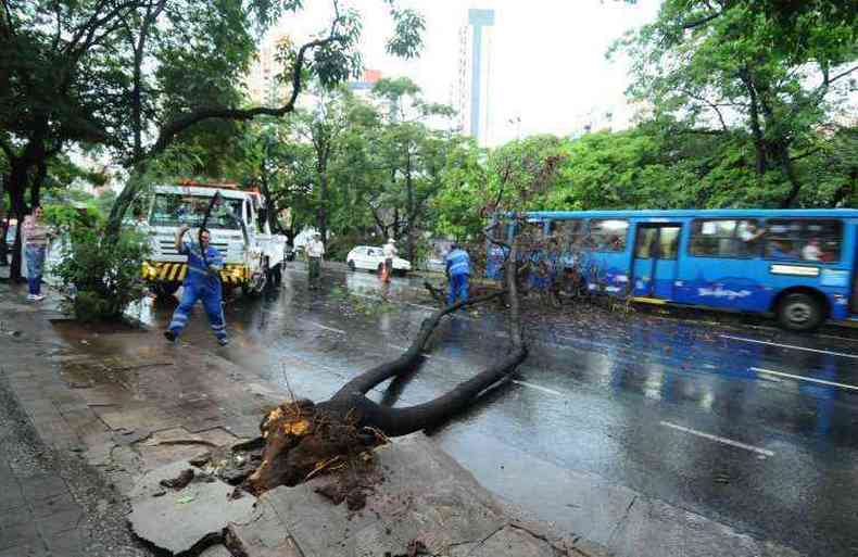 rvore obstruiu a Avenida Afonso Pena prximo ao Ceresp Centro-Sul(foto: Euler Junior/EM/D.A.Press)