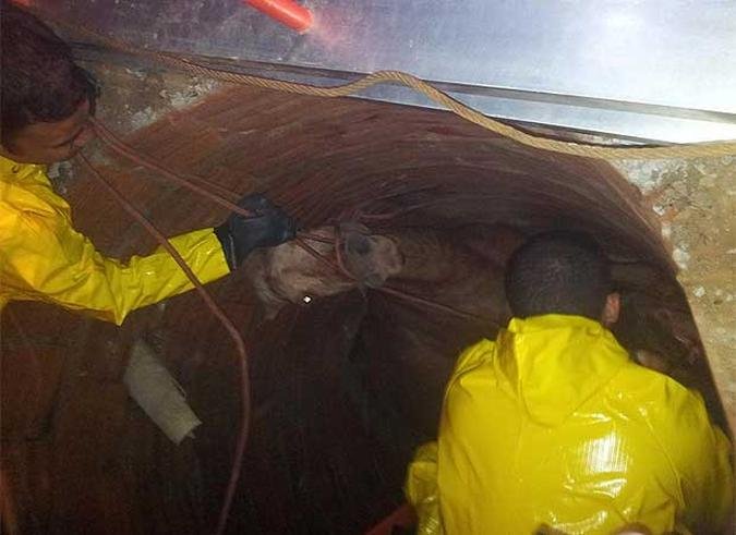 Bombeiros de Janu�ria, no Norte de Minas, resgataram uma �gua que caiu em uma fossa na madrugada desta quarta-feira. O buraco de aproximadamente tr�s metros fica no quintal de uma casa no Bairro S�o Miguel. Segundo a corpora��o, o resgate durou cerca de duas por causa da dificuldade em i�ar o animal. A dona da casa disse que a fossa estava fechada e a �gua quebrou a tampa caindo no buraco.(foto: Divulga��o Corpo de Bombeiros)