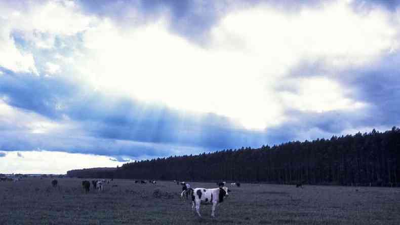 Quando o gado pasta ao lado de rvores de eucalipto, h benefcios para a nutrio e bem-estar dos animais, alm da potencial compensao das emisses de carbono(foto: Getty Images)