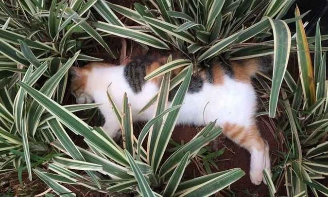 Na última quarta-feira, a ONG denunciou a matança de mais três gatos. Ontem, encontraram mais dois(foto: Movimento Mineiro pelos Direitos Animais/Divulgação) Na última quarta-feira, a ONG denunciou a matança de mais três gatos. Ontem, encontraram mais dois(foto: Movimento Mineiro pelos Direitos Animais/Divulgação)