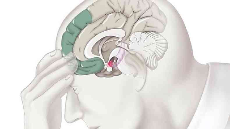 Ilustrao do crebro humano
