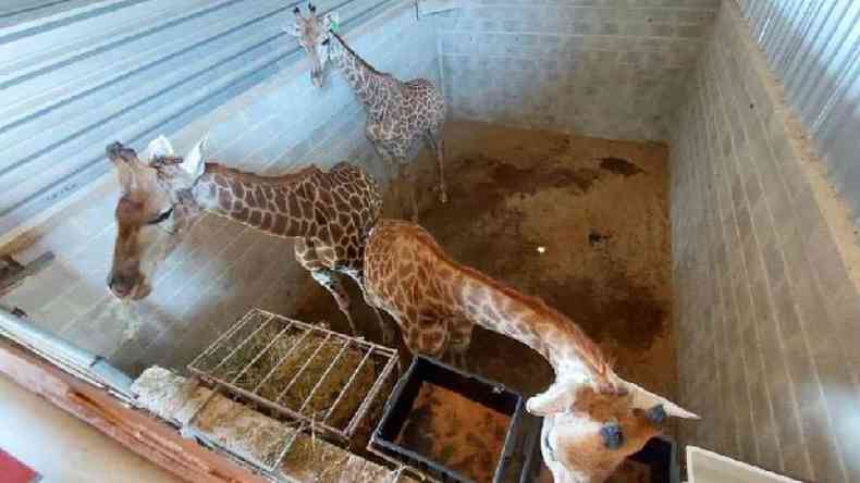 Girafas em espaco confinado