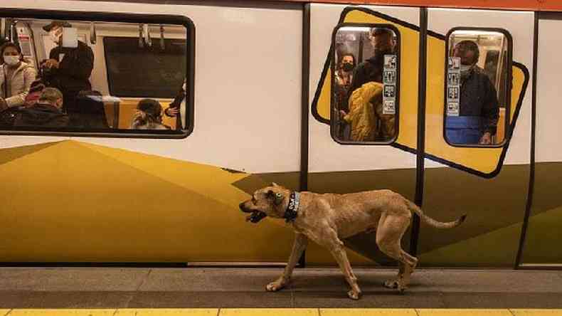 Boji, o cachorro de rua, andando na estao de metr em Istambul