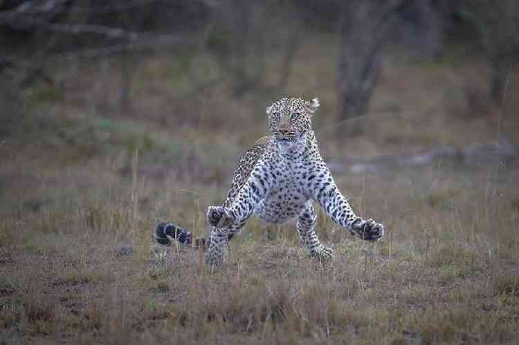 leopardo fêmea em pose que parece assustada, com as patas esticadas