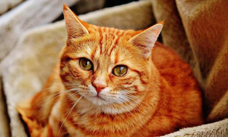 gato