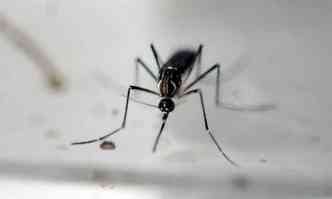 O Aedes aegypti, vetor da dengue, chikungunya e zika: combate se torna ainda mais importante porque o mosquito pode transmitir o vrus da febre amarela(foto: Marvin Recinos/AFP - 24/6/16)