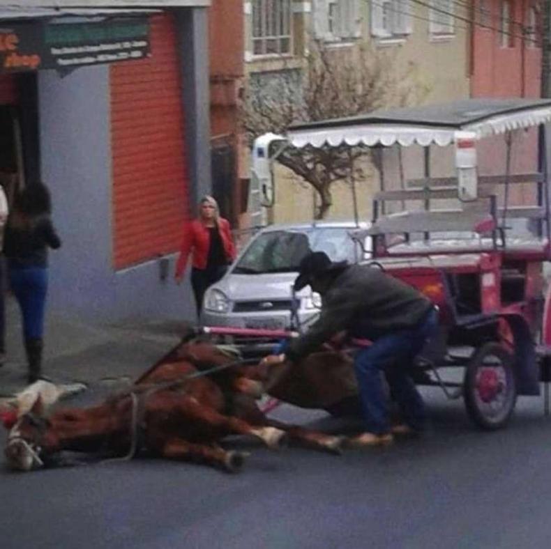 Cavalo desmaiado em Poços de Caldas/Reprodução / MF Press Global Cavalo desmaiado em Poços de Caldas/Reprodução / MF Press Global