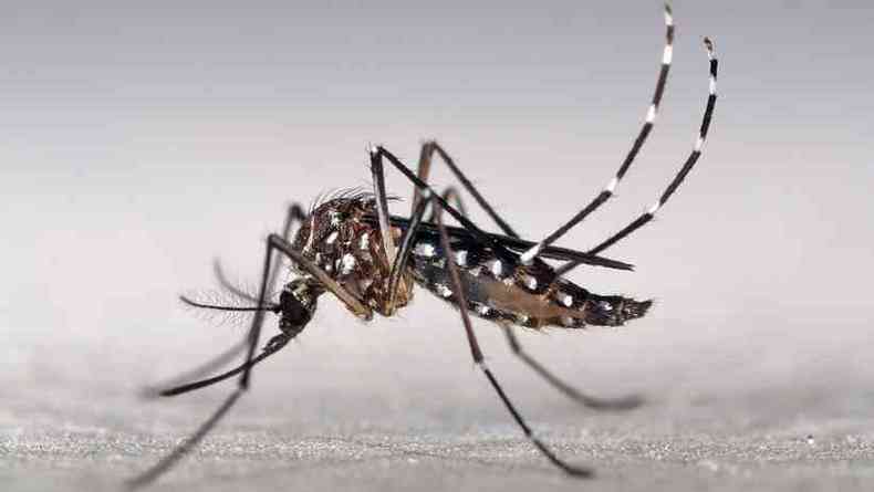 O Aedes aegypti  o mosquito causador de dengue, chikungunya e zika. Evite acumular gua parada, criadouro do inseto (foto: Marcos Teixeira de Freitas/Visualhunt/Banco de Imagens)