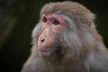 Varíola dos macacos: sintomas e prevenção 