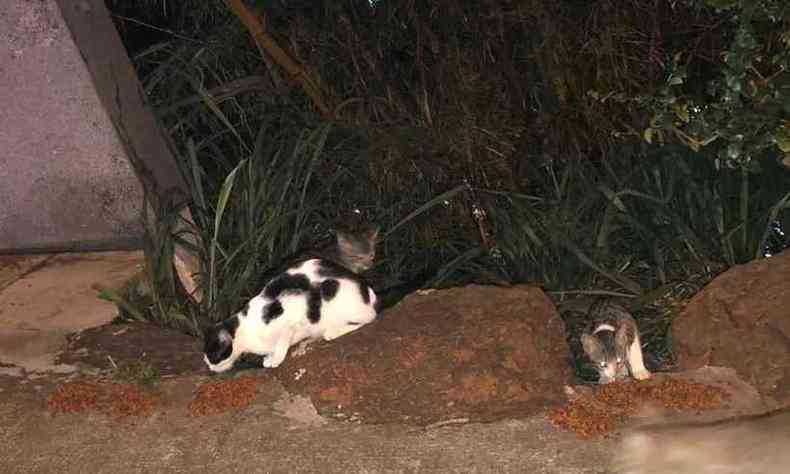 Gatos so alimentados em rua do Bairro Gutierrez(foto: Daniela Pereira (MMDA))