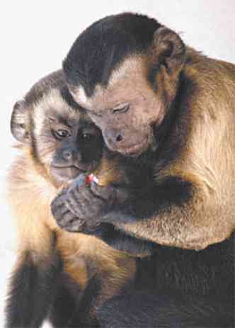 Os macacos-capuchinhos protestam quando tm recompensas menores que outros animais(foto: FRANS DE WAAL/DIVULGAO)