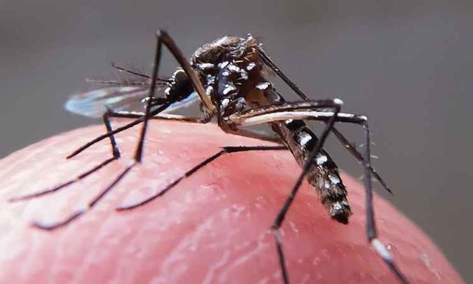 Mosquito Aedes Aegypti é transmissor da dengue, febre chikungunya e zika vírus (foto: Rafael Neddermeyer / Fotos Publicas) Mosquito Aedes Aegypti é transmissor da dengue, febre chikungunya e zika vírus (foto: Rafael Neddermeyer / Fotos Publicas)
