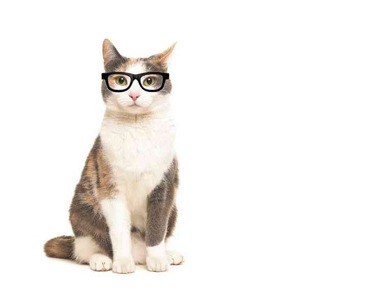 gato de oculos