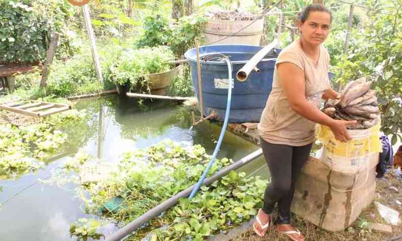 Sem compradores para a tilpia, com tanques e congeladores lotados, Maria Betnia  obrigada a se desfazer dos peixes(foto: Sidney Lopes/EM/D.A Press)