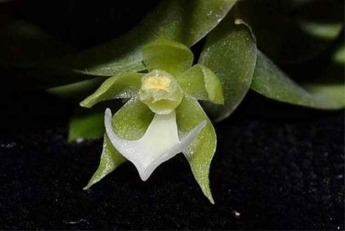 Orqu�dea descoberta na Amaz�nia(foto: Jefferson Valsko - Inpa)