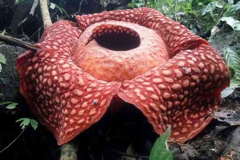 Descoberta na Indonésia, maior flor do mundo tem cheiro de carne podre -  Internacional - Estado de Minas