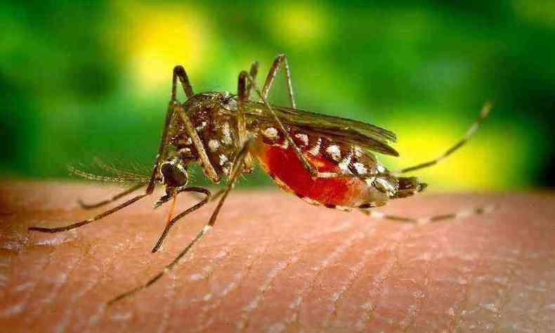 Em meio ao surto de coronavrus, Minas ainda tem que lidar com novos casos de dengue(foto: Pixabay/Divulgao)