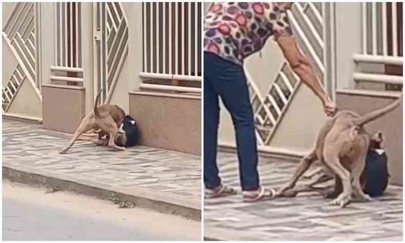 Quando a Polcia Militar chegou ao local, um rapaz e uma jovem disseram ter visto o animal 'atacar ferozmente' o outro