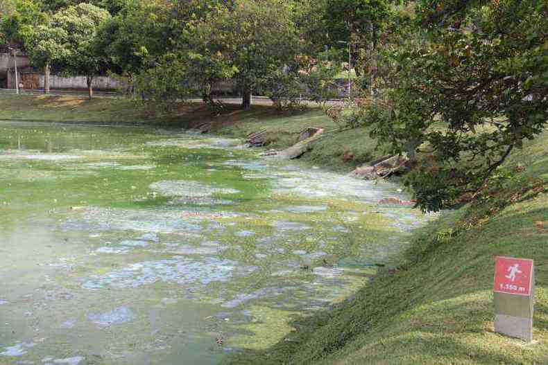Nata formada por algas em reas como as proximidades do Clube Belo Horizonte denuncia que o ndice de poluio ainda  alto(foto: Sidney Lopes/EM/D.A Press)