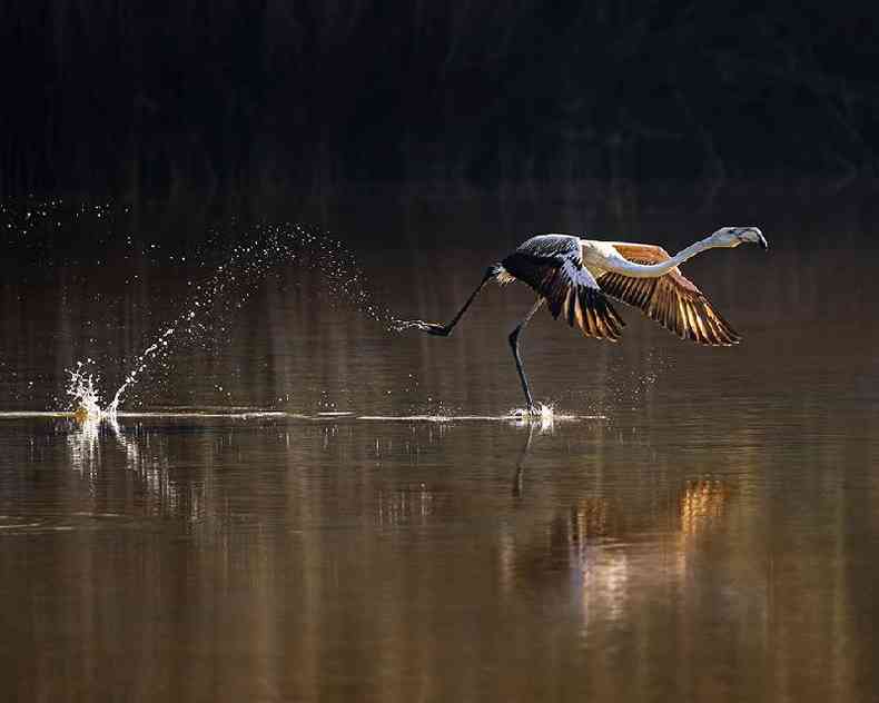 Um grande flamingo (Phoenicopterus roseus) embarca em uma jornada migratria pela sia.