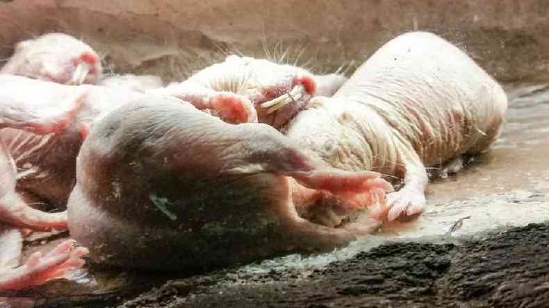 O rato-toupeira-pelado no tem medo do cncer, que o afeta apenas de forma circunstancial(foto: Getty Images)