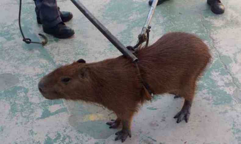 Animal foi resgatado e solto em uma mata(foto: Corpo de Bombeiros/Divulgao)