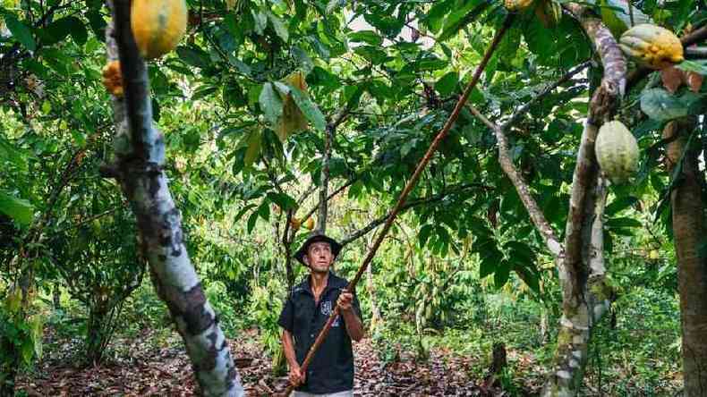Projeto Cacau Floresta alia o cultivo de cacau com outras espcies nativas em seu sistema agroflorestal(foto: Kevin Arnold/Divulgao)