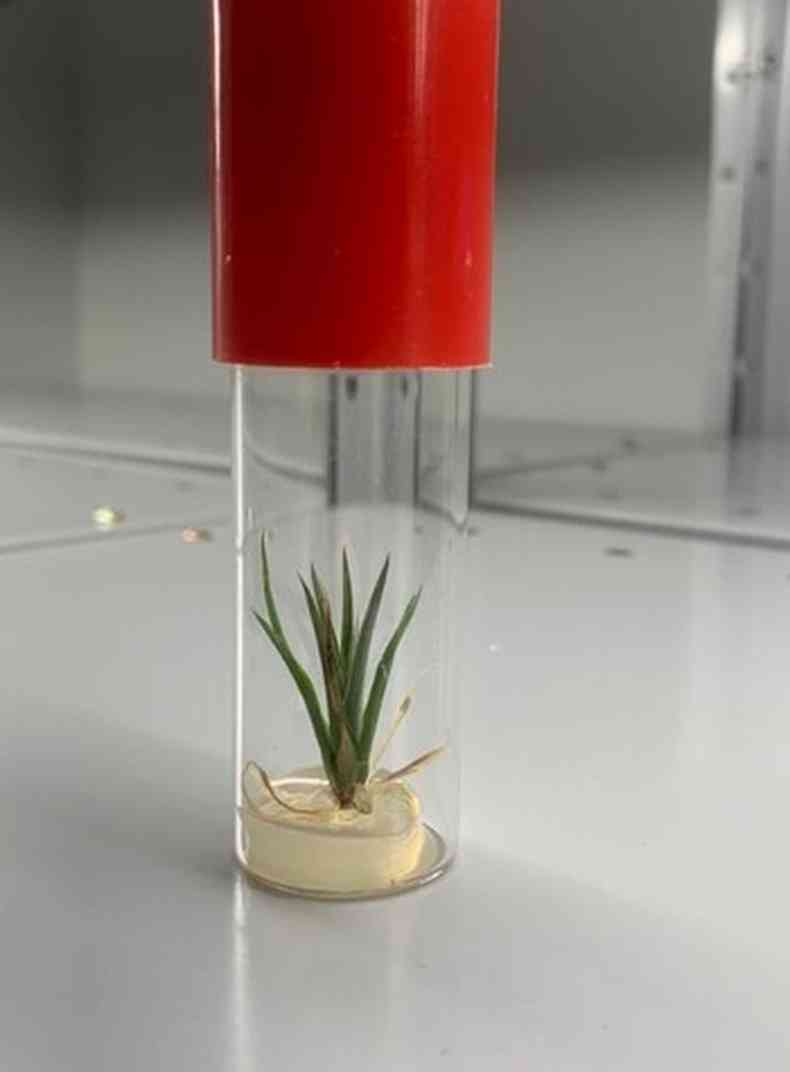 Planta dentro de um tubo de vidro