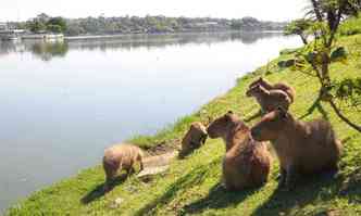 Capivaras na orla da Pampulha: prefeitura considera que deciso judicial do TRF, em Braslia, no fixou prazo para retirada dos animais (foto: Jair Amaral/EM/DA Press)