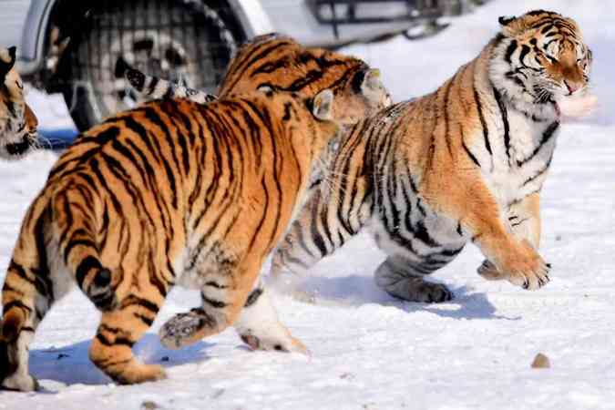 Tigres siberianos se divertem no Parque Guaipo Siberian Tiger, na China, depois de uma tempestade de neveAFP