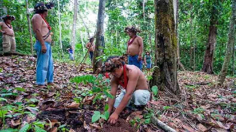 Indígenas plantando uma árvore