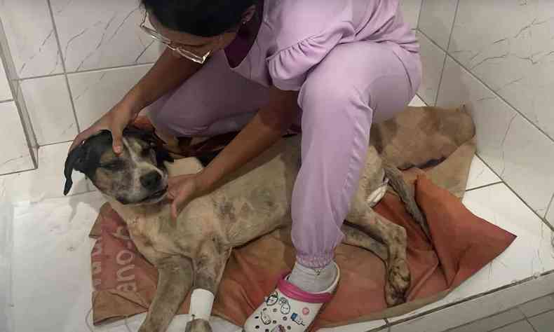 Cachorro deitado recebe cuidados de uma veterinria