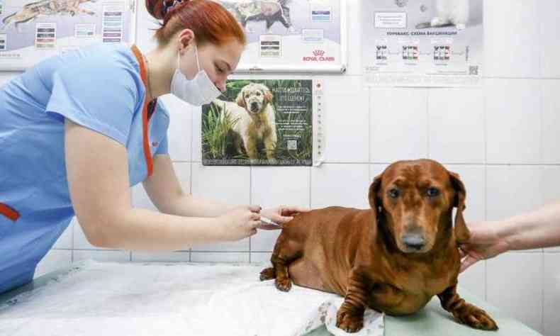 Cachorro Dachshund toma a primeira dose da vacina contra a COVID-19, na Rússia 