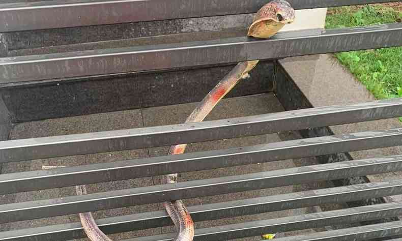 Foto de outro ngulo da cobra de borracha no porto