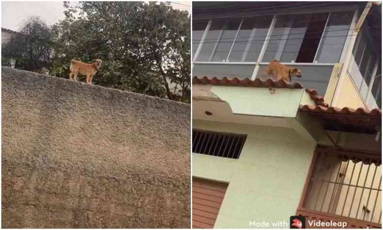 Cadela em cima de telhado e muro