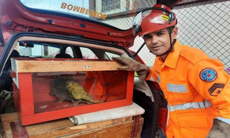Bombeiro ao lado de ourio-cacheiro em jaula para transporte