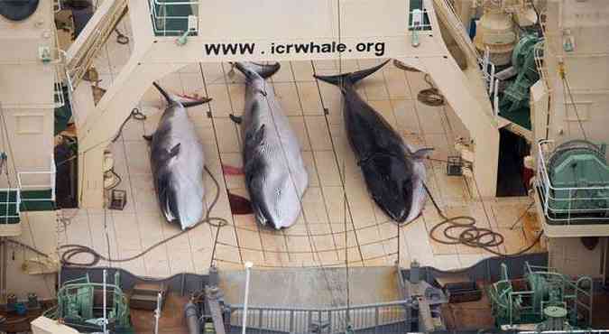 Caa as baleias  condenada por entidades internacionais, mas aprovada por maior parte dos japoneses (foto: AFP PHOTO / Sea Shepherd Australia Ltd / Tim Watters)