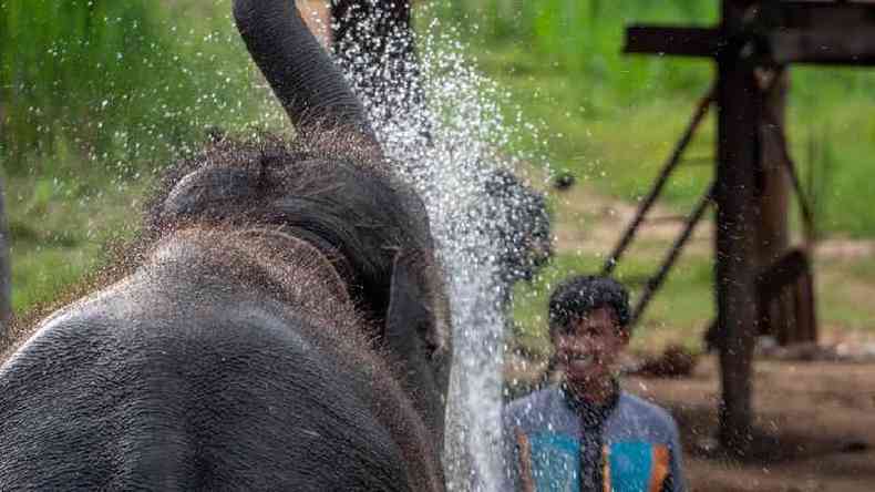 Um elefante brincando com gua em Surin