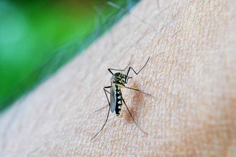 Dengue wird durch Mücken übertragen